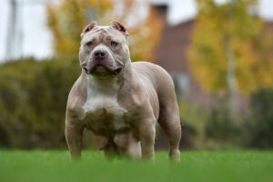 brown white bully dog