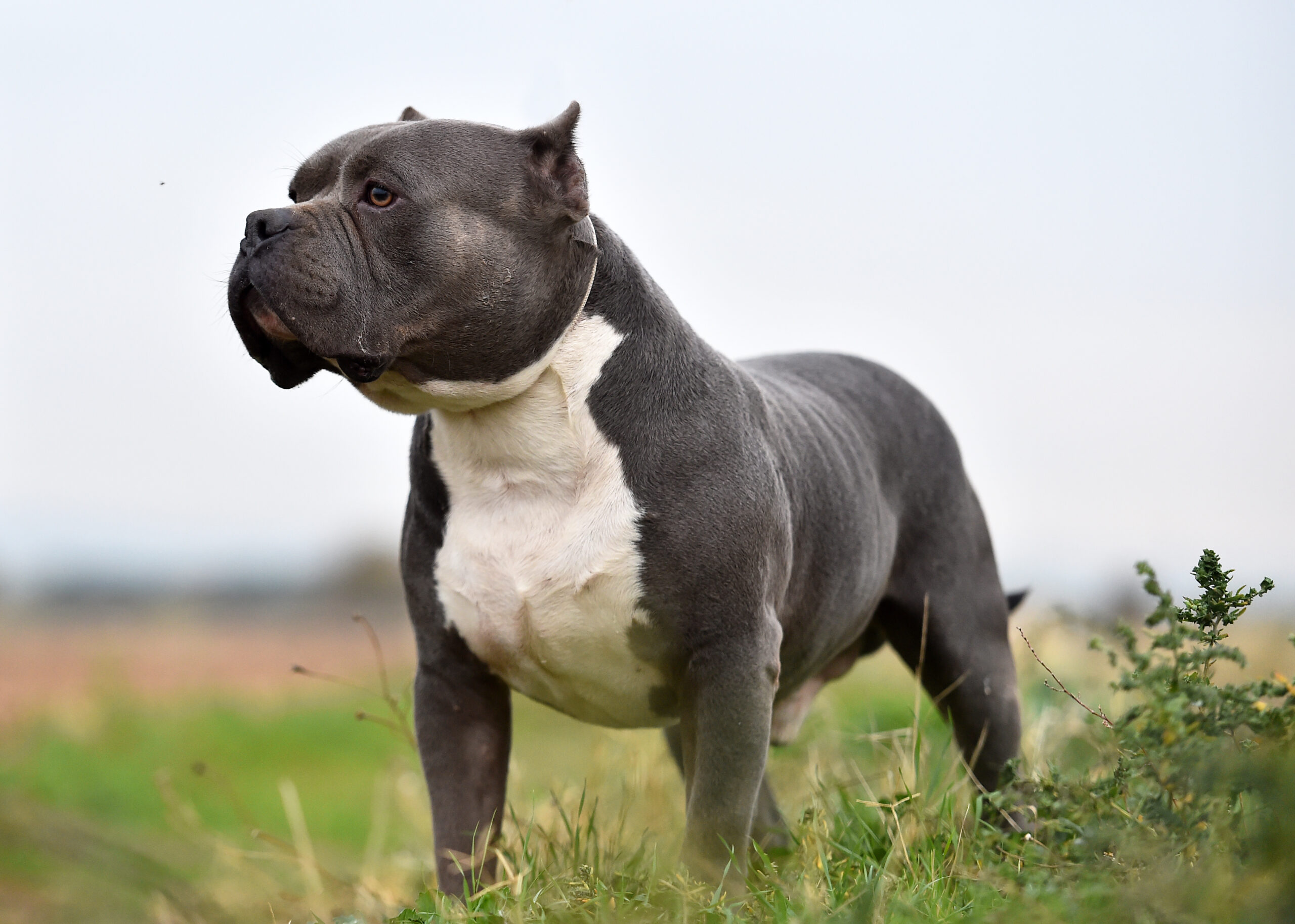 black and white bully dog