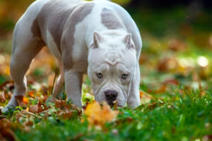 white bully dog