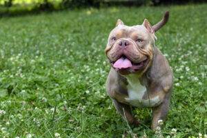 brown panting bully