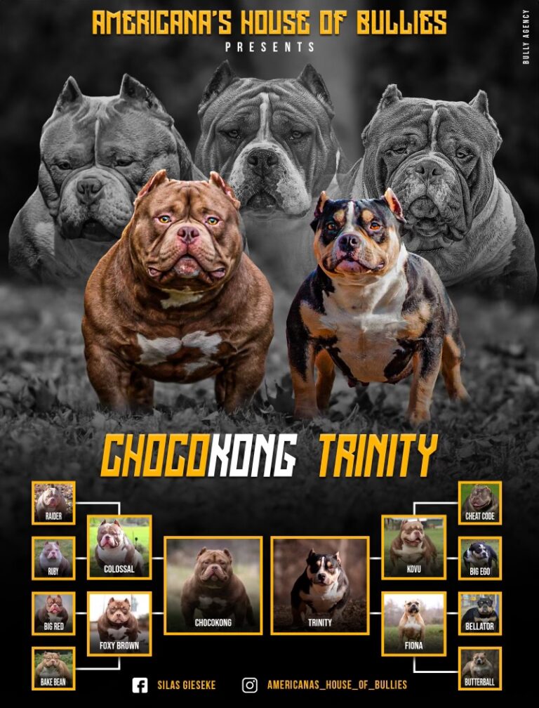 Trinity American Bully